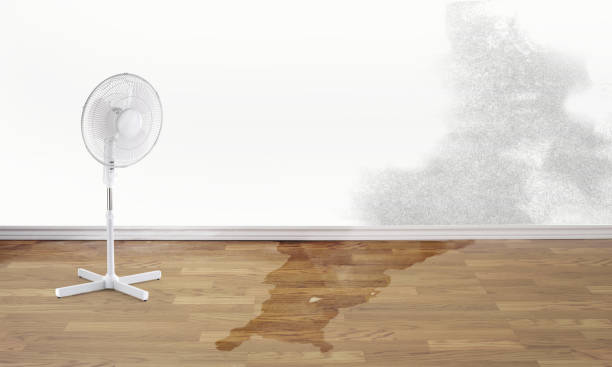 Best Flood damage cleanup  in Gulf Park Estates, MS